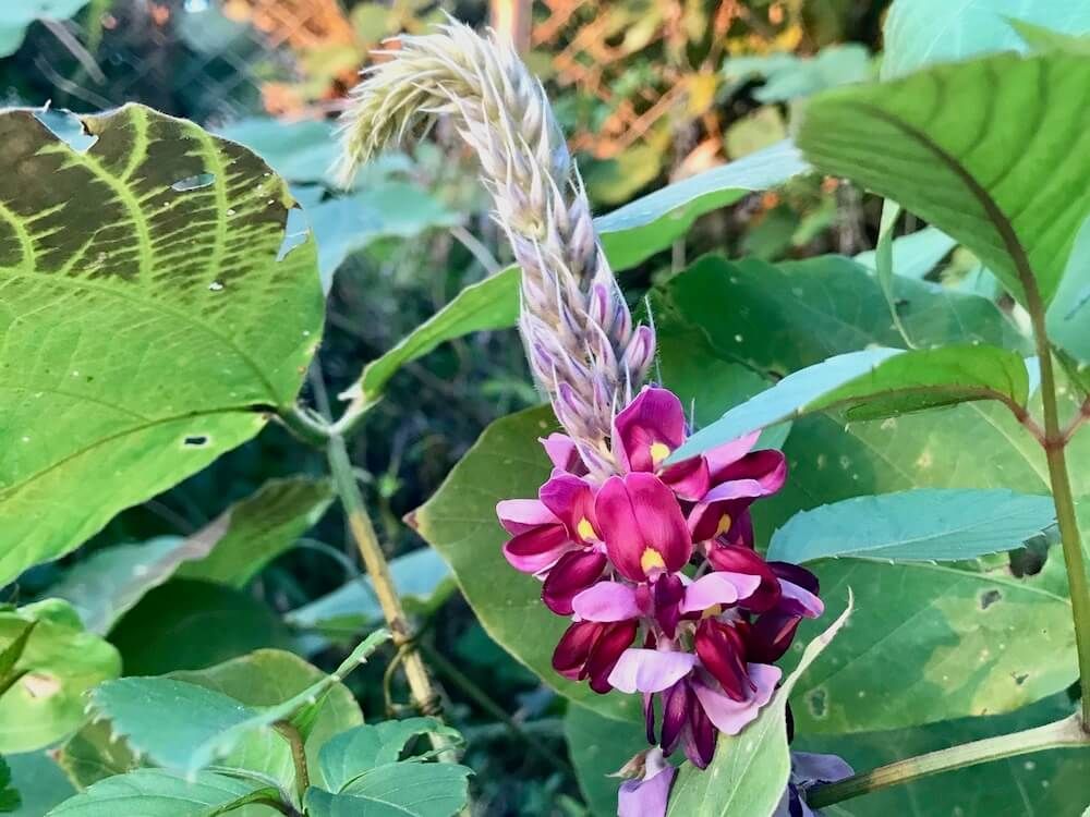 葛　クズ　秋の七草