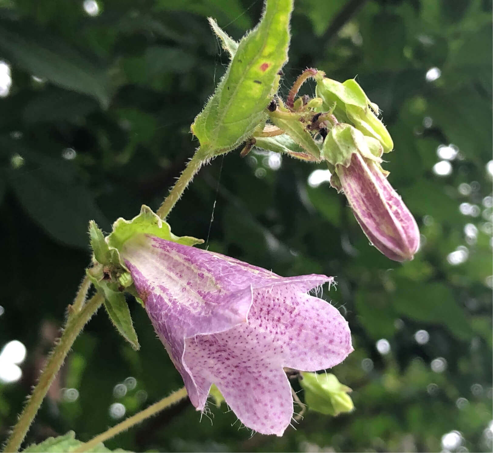 ホタルブクロの花言葉 意味や種類 花の特徴は Greensnap グリーンスナップ