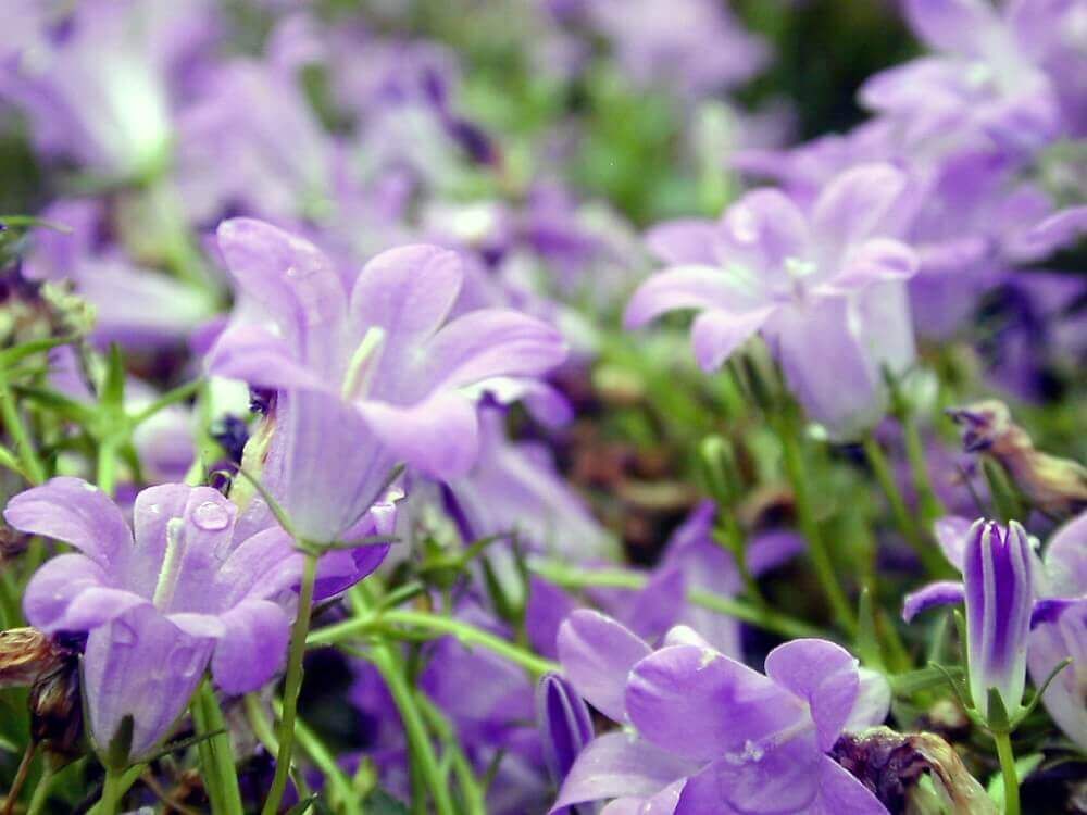 オトメギキョウ