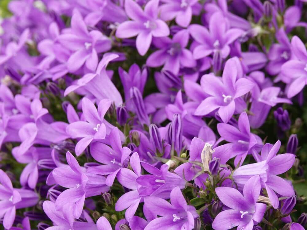 オトメギキョウ ベルフラワー の花言葉 種類や花の特徴は Greensnap グリーンスナップ