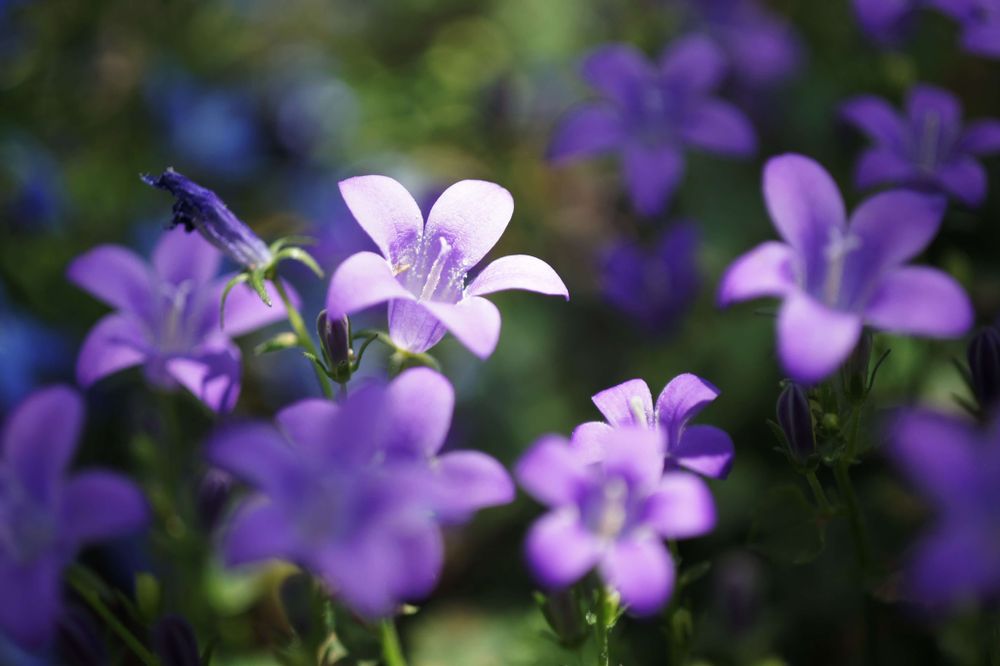 オトメギキョウ