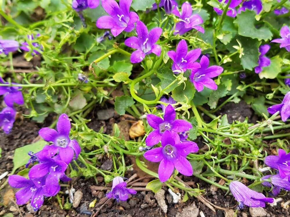 オトメギキョウ