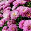 9月の花おすすめ12選！秋のガーデニングに人気の種類は？の画像