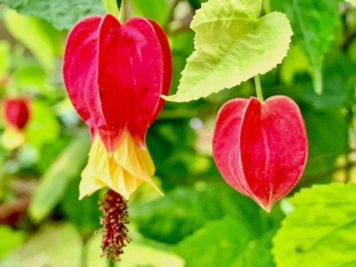 常緑広葉樹とは 特徴や庭木におすすめの種類は Greensnap グリーンスナップ