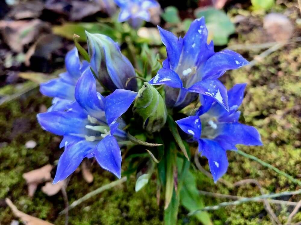 リンドウ　地植え　青い花