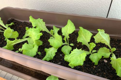 プランターで家庭菜園を始めよう 簡単に育てやすい野菜15選 Greensnap グリーンスナップ