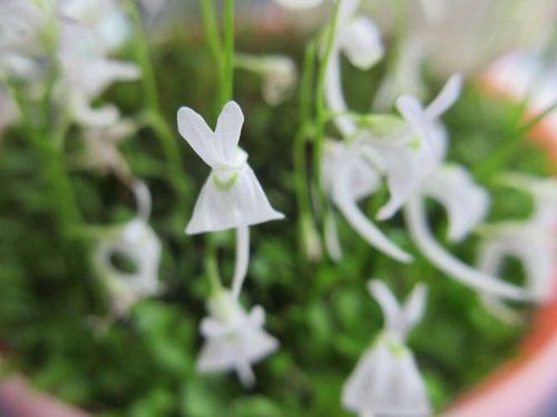 ウサギゴケの花言葉 花の特徴は 食虫植物って本当 Greensnap グリーンスナップ