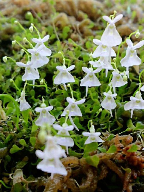 ウサギゴケの花言葉 花の特徴は 食虫植物って本当 Greensnap グリーンスナップ