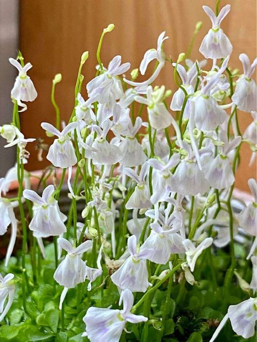 ウサギゴケの花言葉 花の特徴は 食虫植物って本当 Greensnap グリーンスナップ