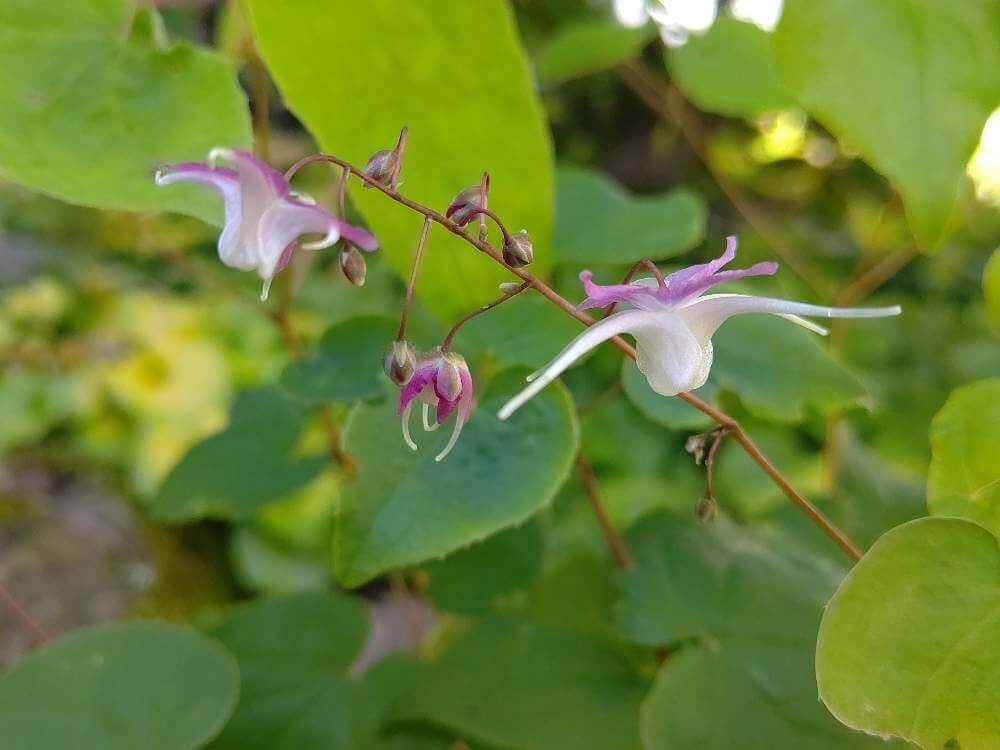 イカリソウ　紫色の花