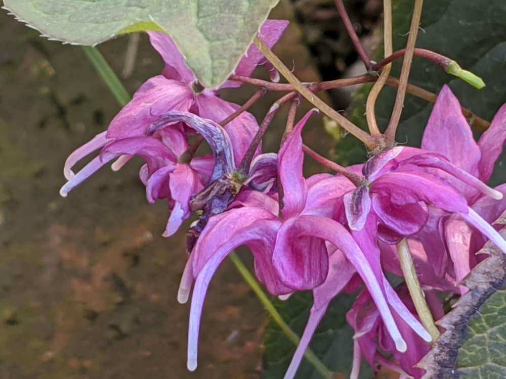 イカリソウの花言葉 花の特徴や種類 生薬として使える Greensnap グリーンスナップ