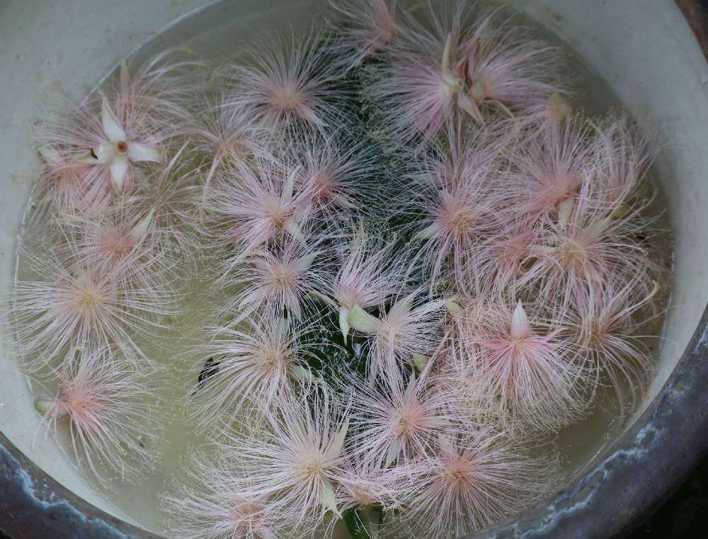 サガリバナ