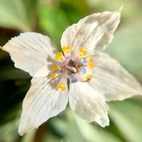 セツブンソウの花言葉 意味や花の特徴 節分の誕生花 Greensnap グリーンスナップ