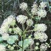 ウドの花言葉｜意味や種類、おすすめの食べ方は？の画像