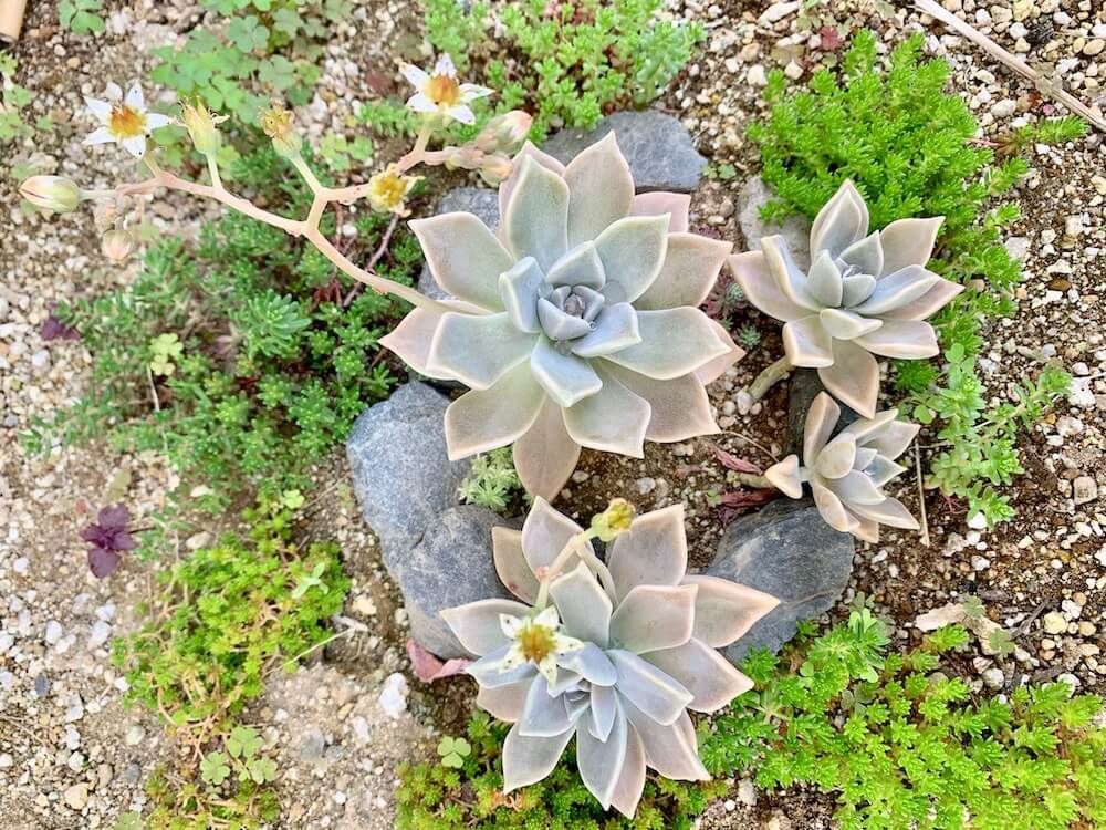 多肉植物　グラプトペタルム　朧月