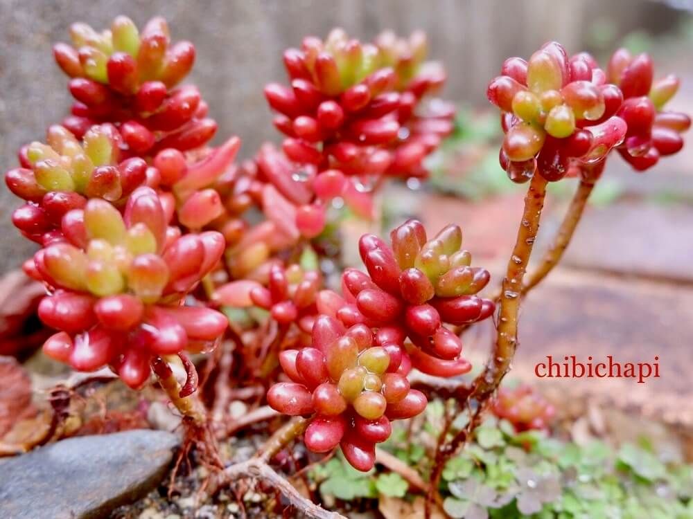 多肉植物　セダム　虹の玉