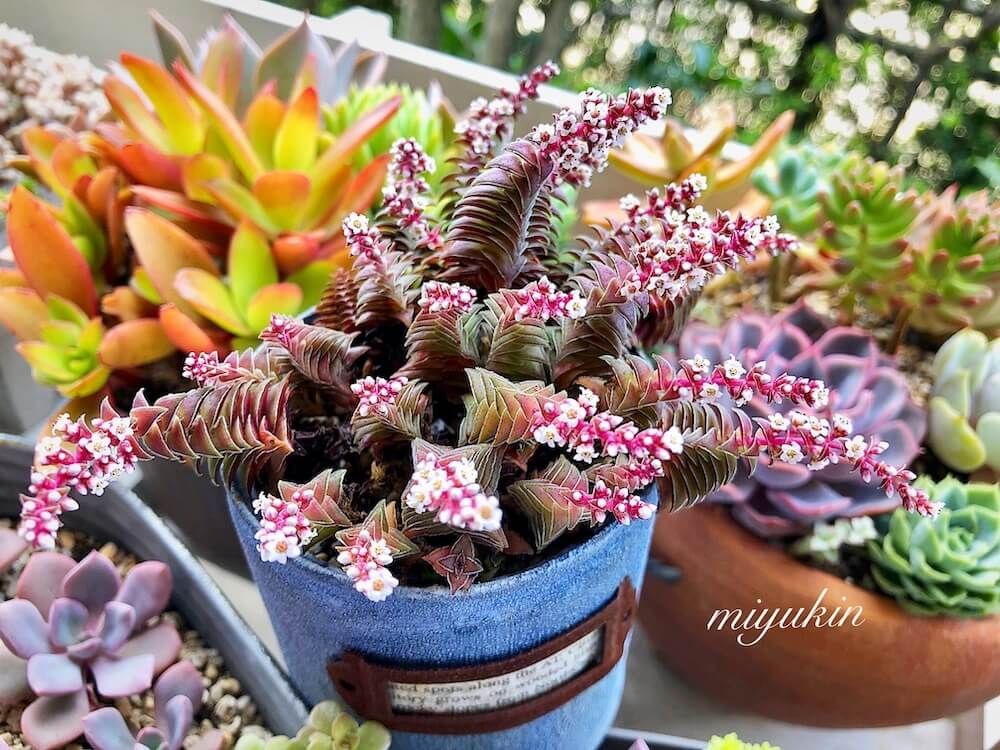 多肉植物　クラッスラ　茜の塔