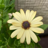 オステオスペルマムの花言葉｜種類や意味、初心者におすすめ？の画像