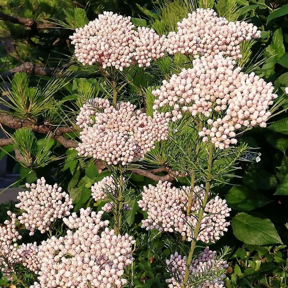 ライスフラワー