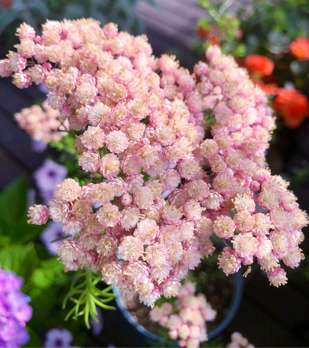 ライスフラワー