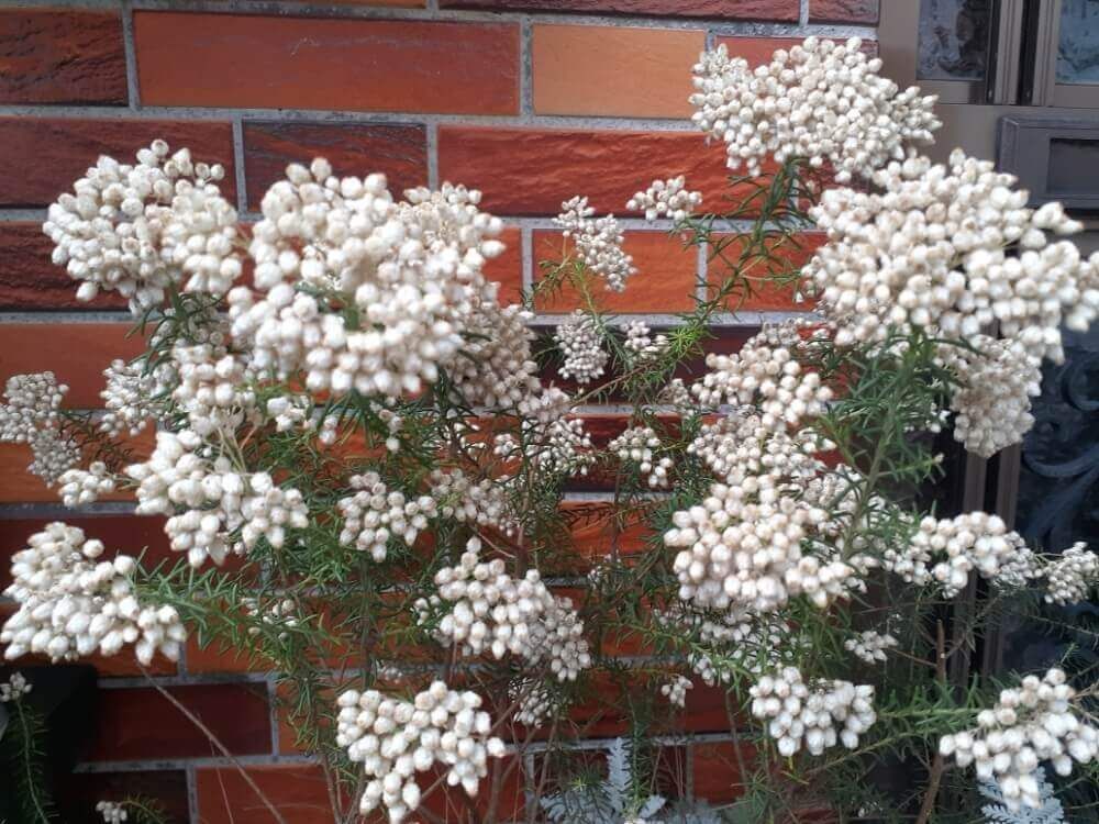 ライスフラワー