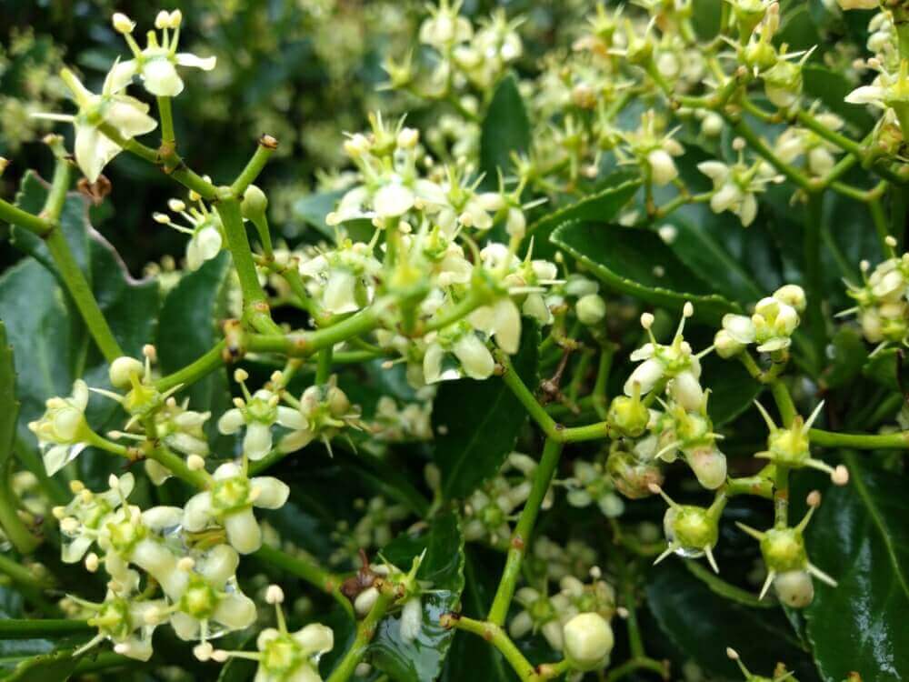マサキの花言葉 種類や花の特徴 庭木におすすめ Greensnap グリーンスナップ