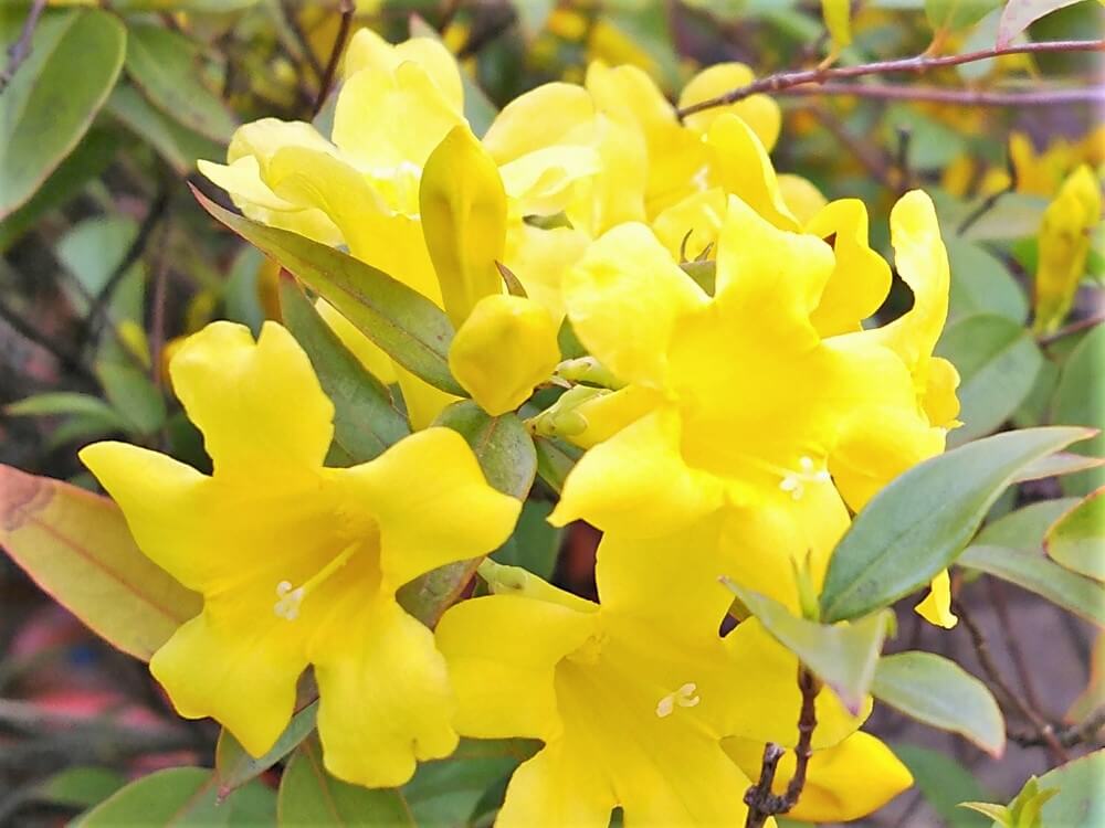 カロライナジャスミンの花言葉 意味や花の特徴 香りは Greensnap グリーンスナップ