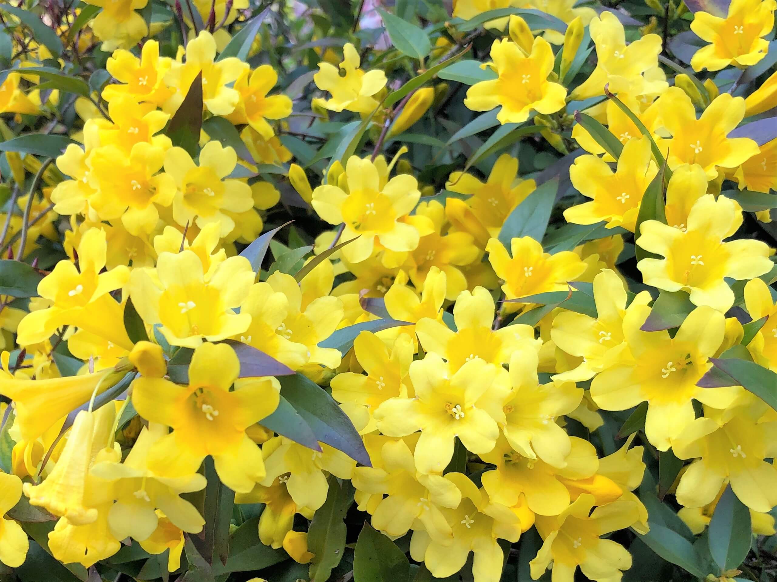 カロライナジャスミンの花言葉 意味や花の特徴 香りは Greensnap グリーンスナップ