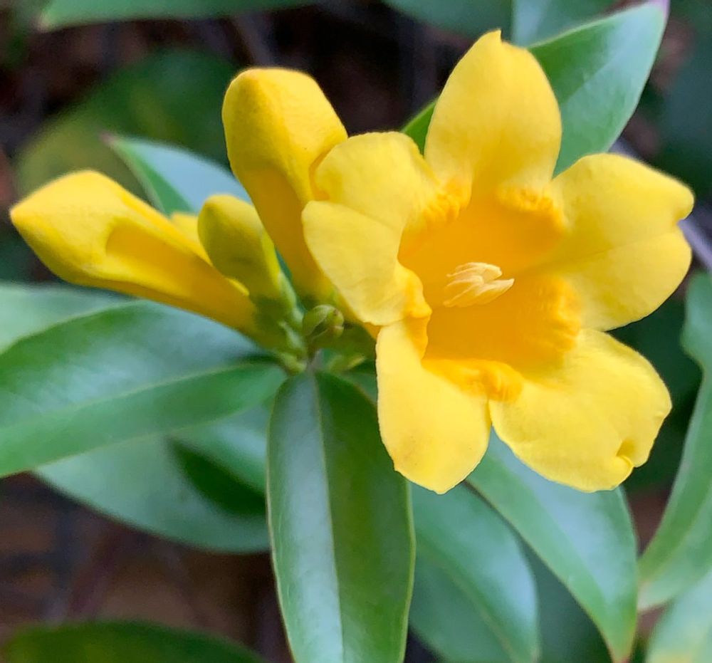 カロライナジャスミン