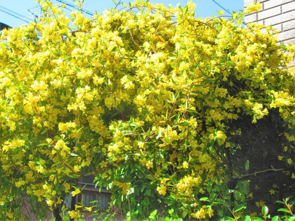 カロライナジャスミン