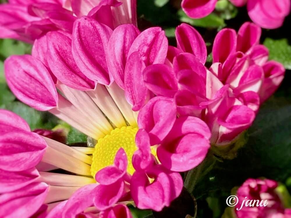 菊　スプレーマム　キク