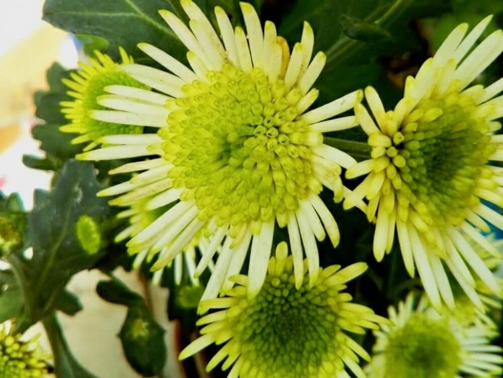 菊　スプレーマム　キク