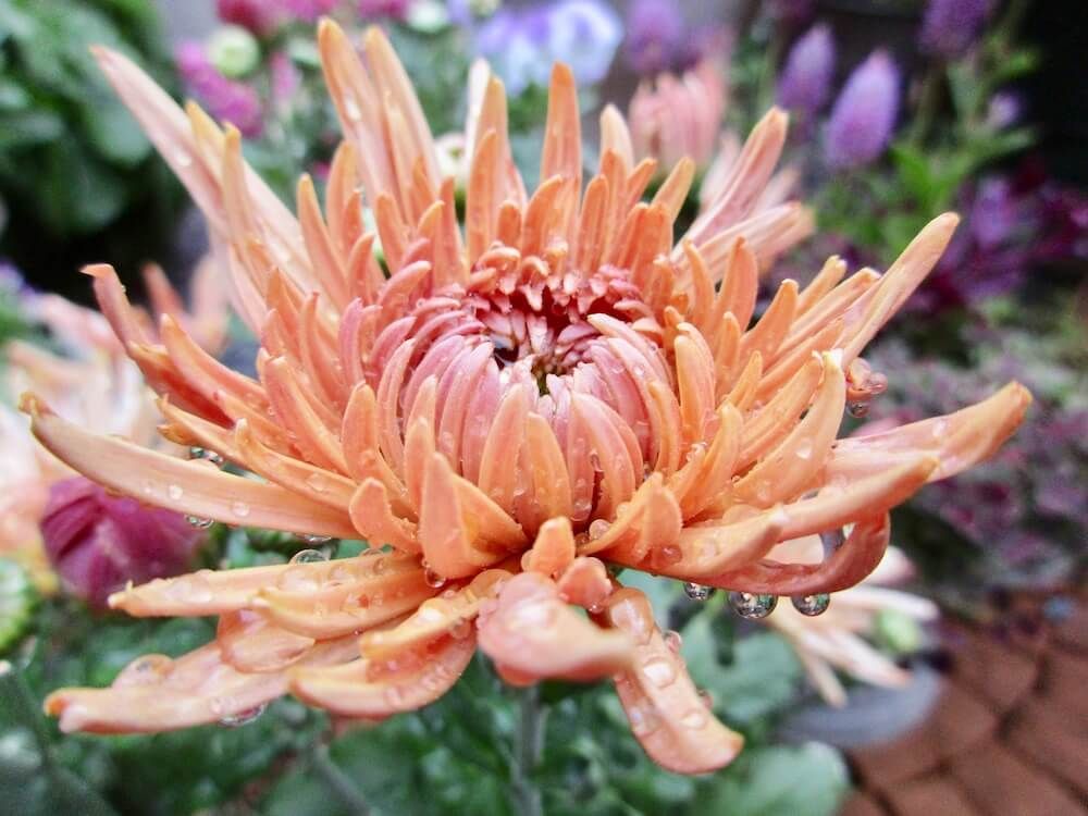 菊　アナスタシア　キク