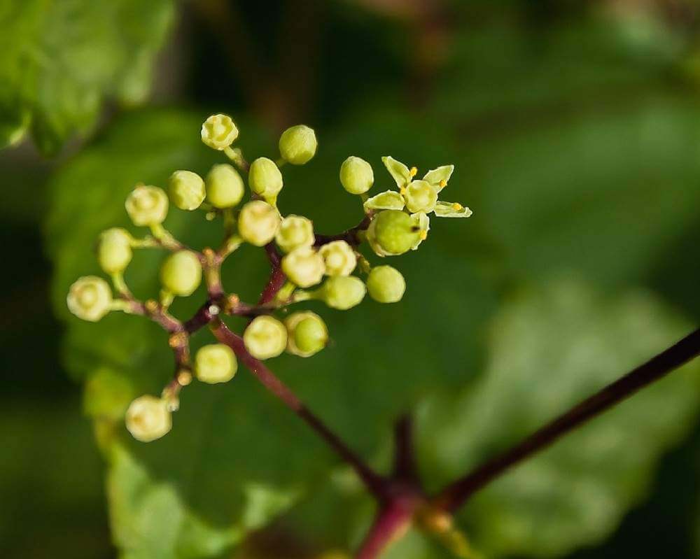 ノブドウの花言葉 花の特徴や意味 実は食べられるの Greensnap グリーンスナップ
