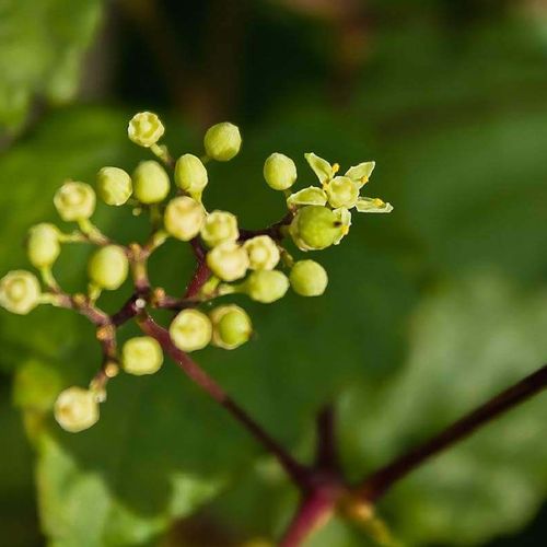 ノブドウの花言葉 花の特徴や意味 実は食べられるの Greensnap グリーンスナップ