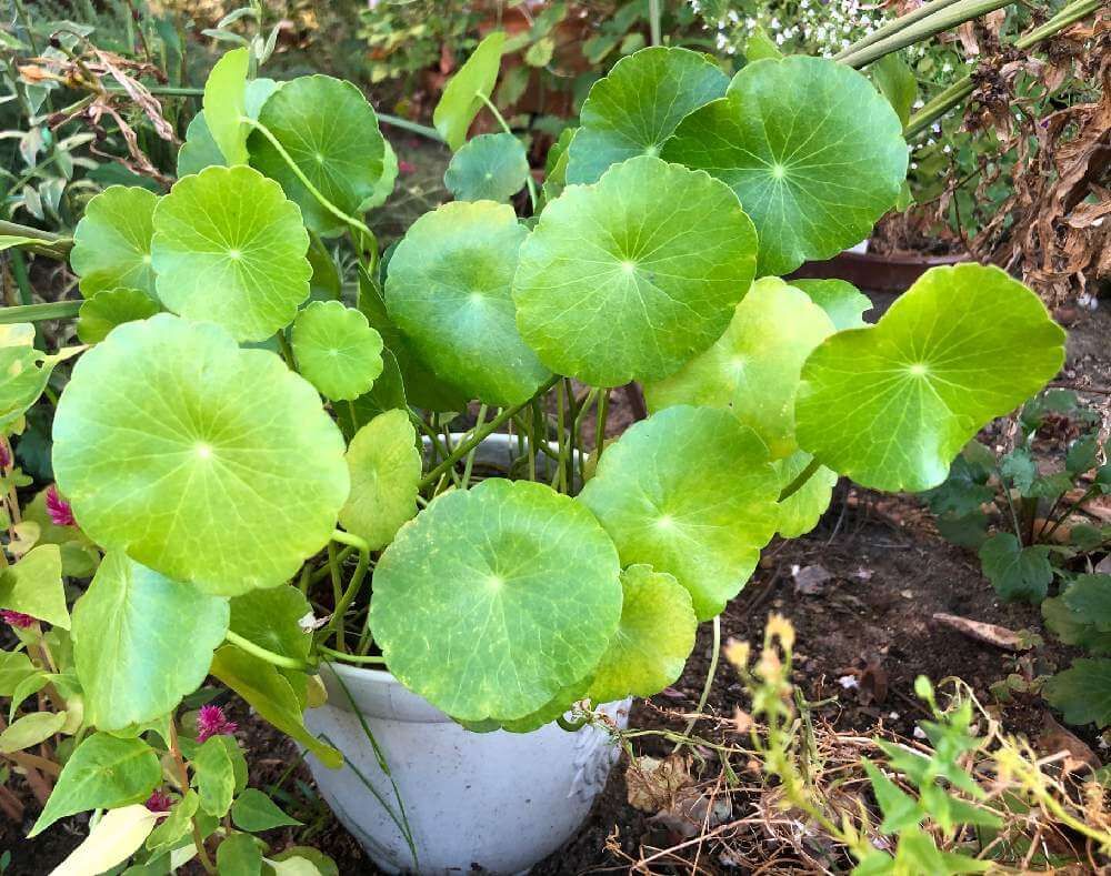 ウォーターマッシュルーム