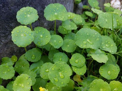 ウォーターマッシュルームの花言葉 意味や特徴 水中以外でも育てられる Greensnap グリーンスナップ ウォーターマッシュルームの花言葉 意味や特徴 水中以外でも育てられる Greensnap グリーンスナップ