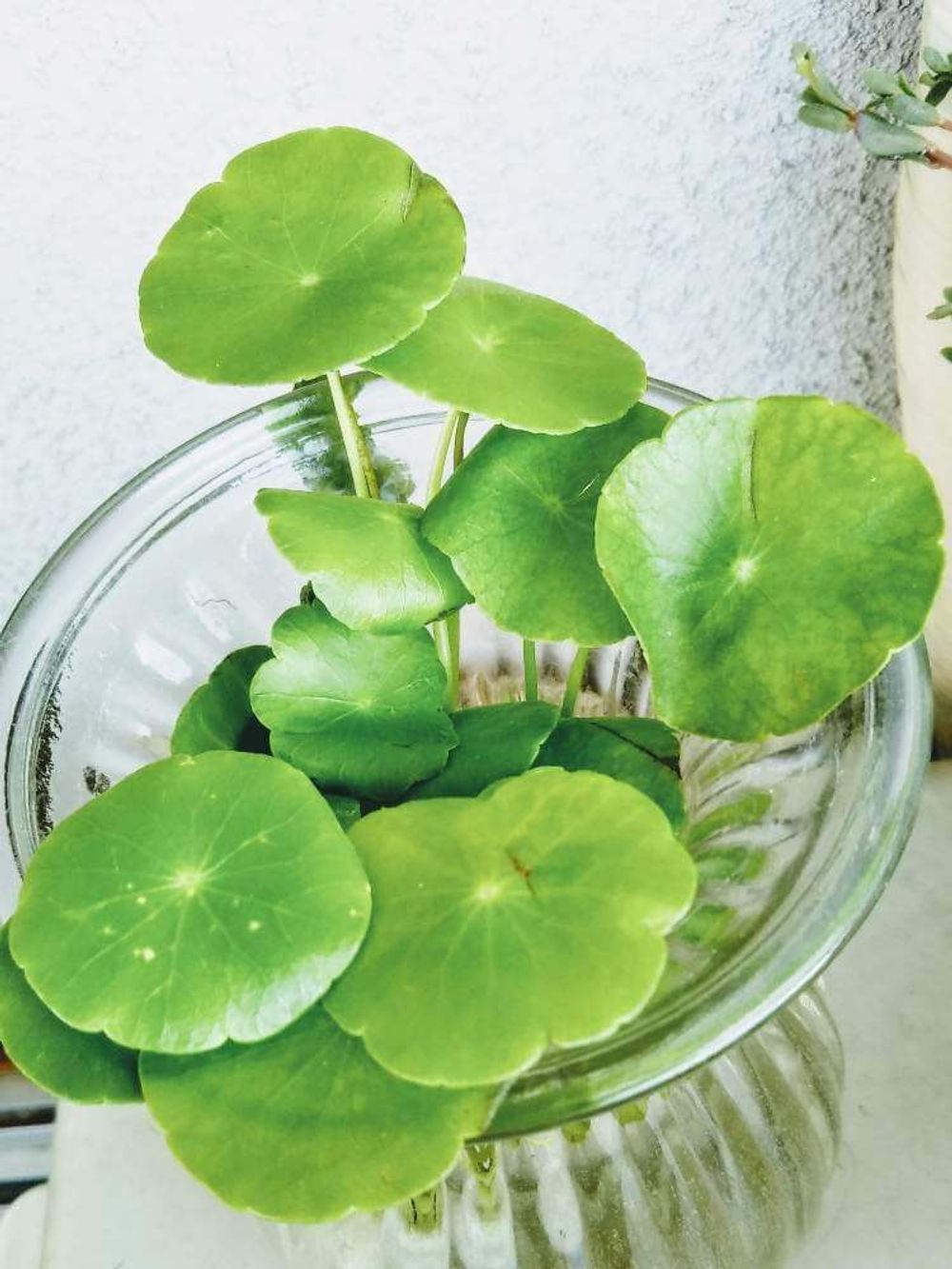 ウォーターマッシュルーム