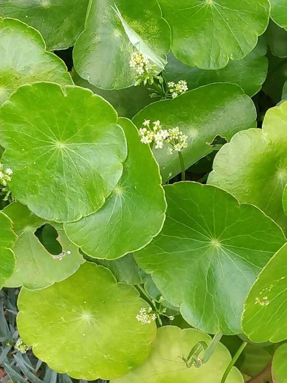 ウォーターマッシュルーム