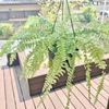シダの花言葉｜由来や意味、花は咲かないの？の画像