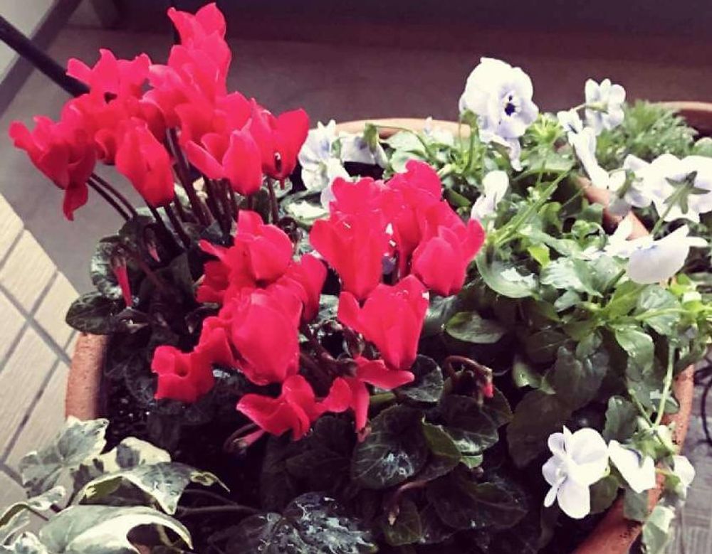 ガーデンシクラメン