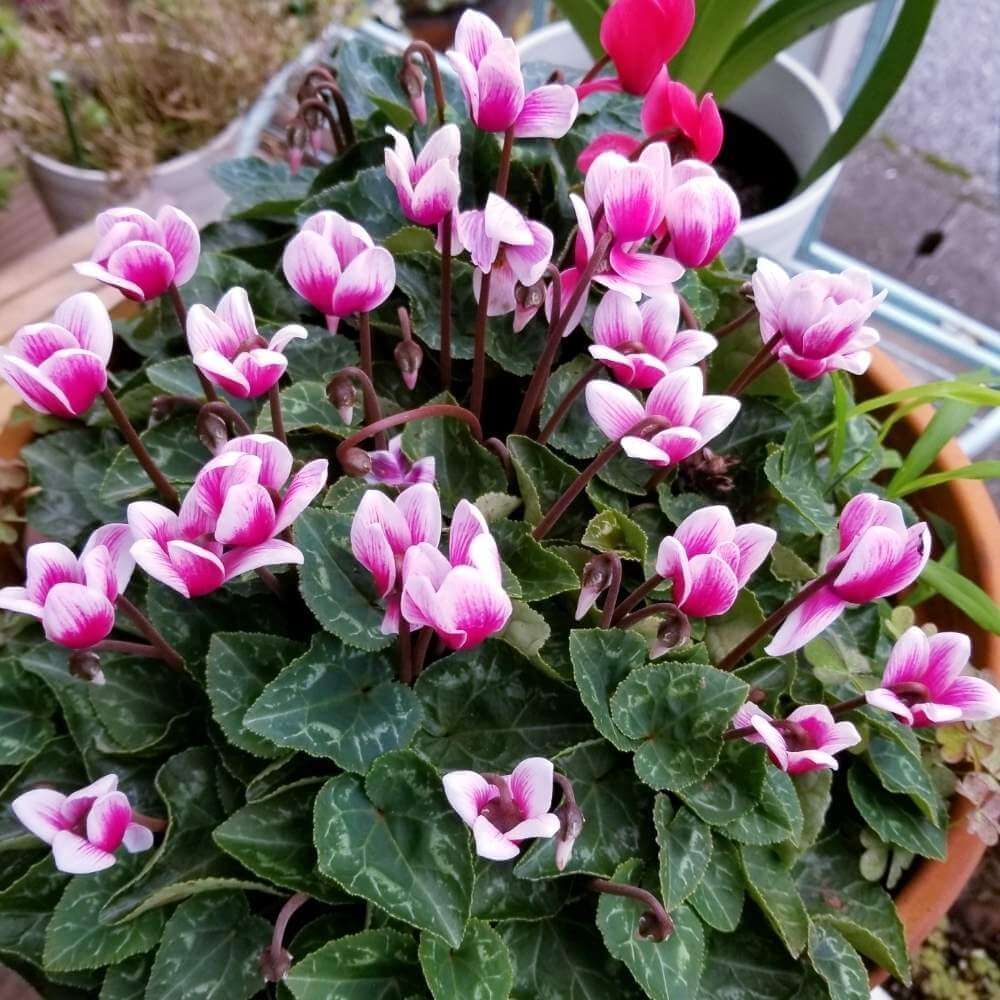 ガーデンシクラメン