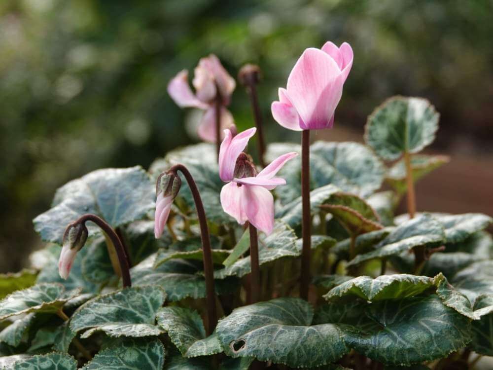 ピンク色のガーデンシクラメン