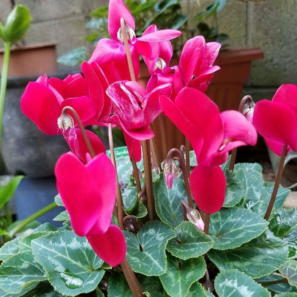 ガーデンシクラメン