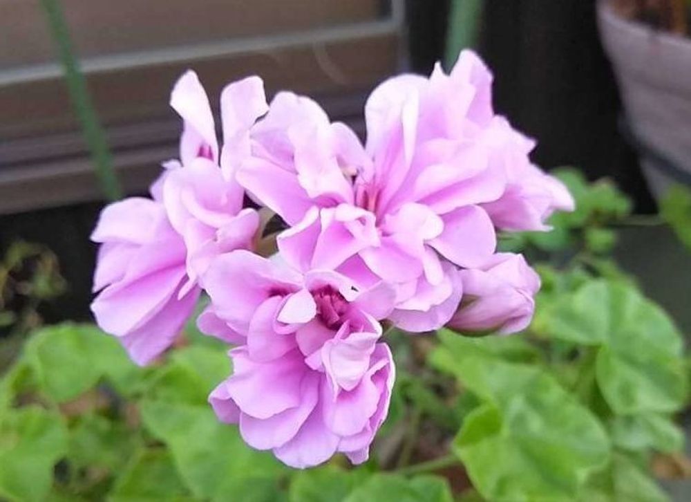 ローズゼラニウム