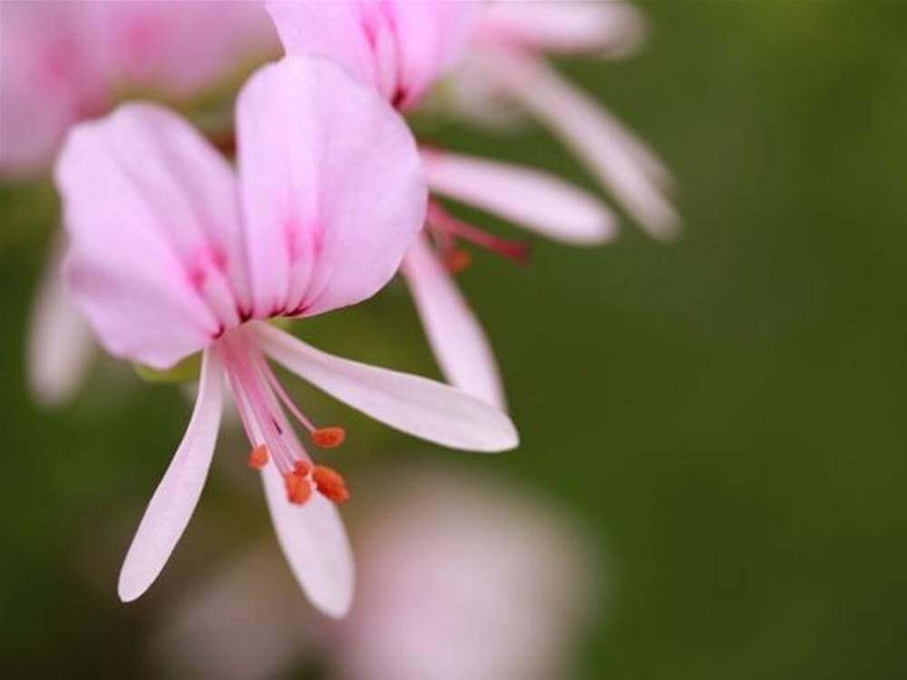 ローズゼラニウム