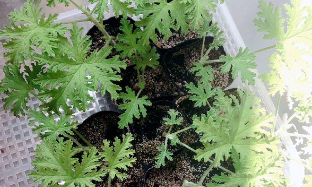 ローズゼラニウム