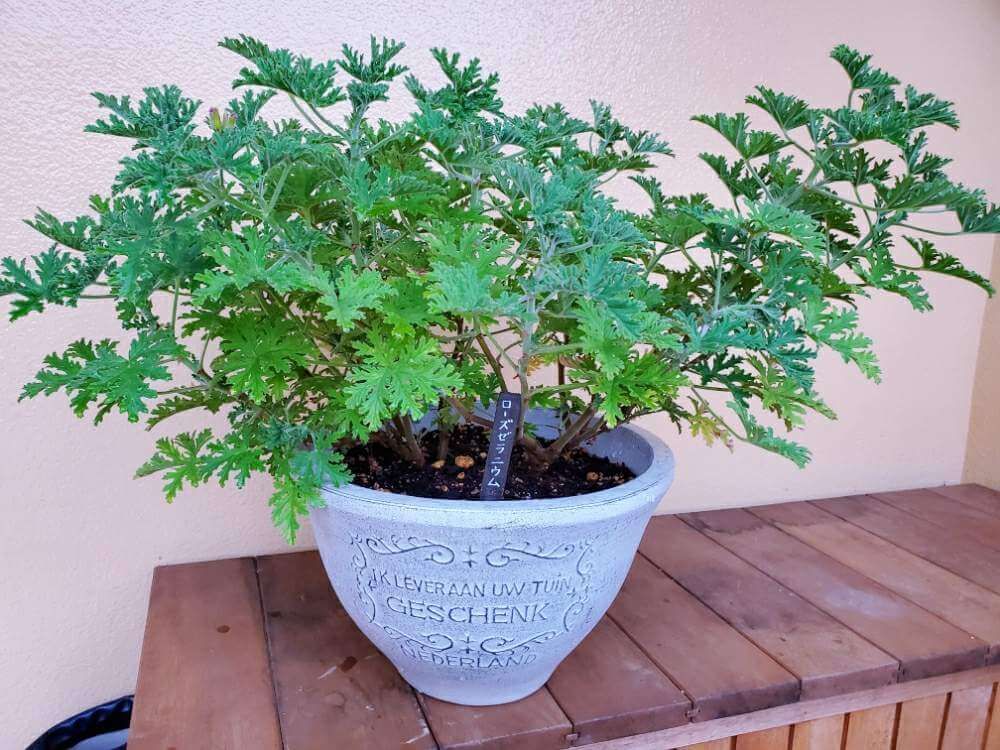 ローズゼラニウム