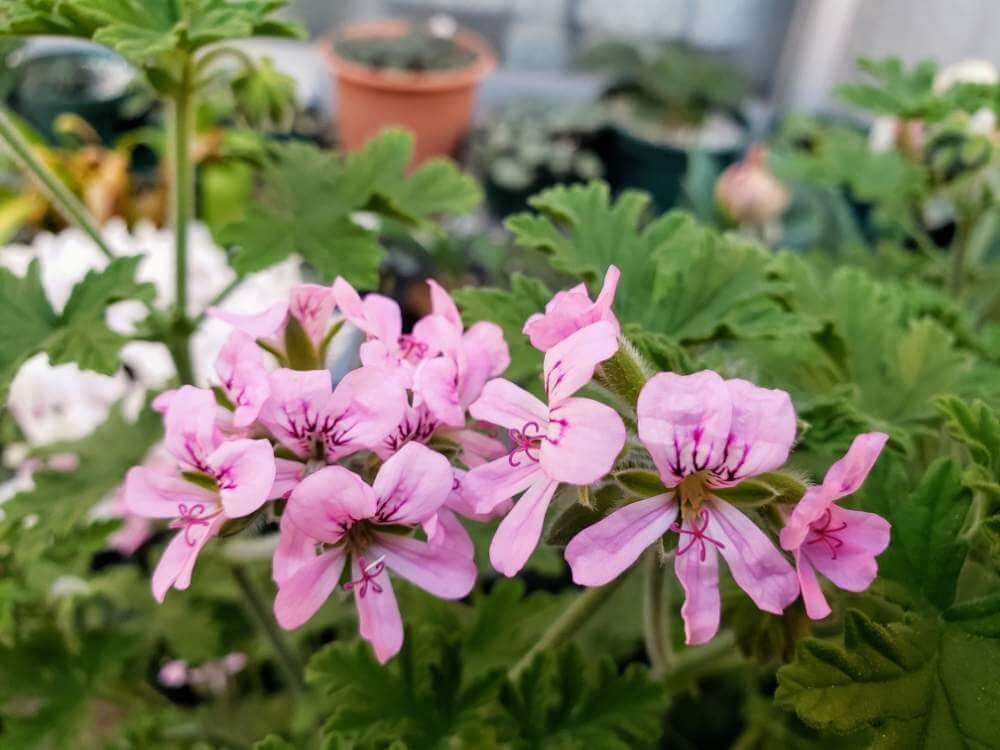 ローズゼラニウム