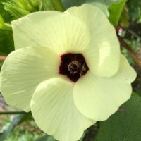 花オクラ（トロロアオイ、黄蜀葵）の花言葉｜オクラとの違いや、特徴などもご紹介の画像